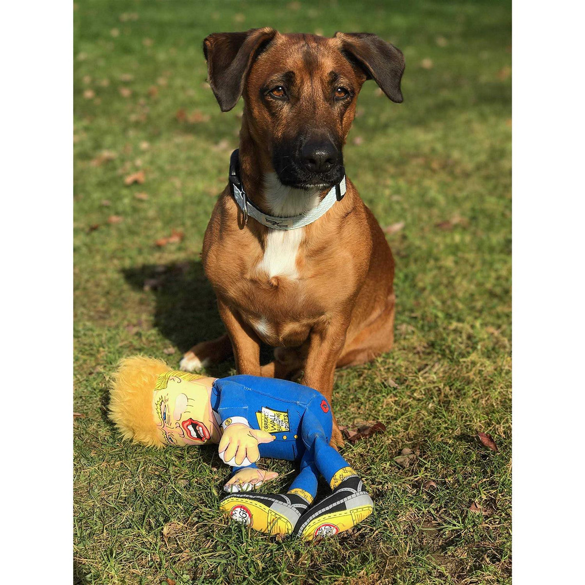 Dog Toy Z593932